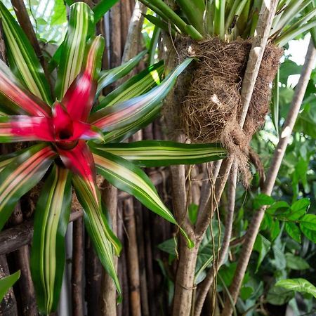 Hotel Anjali Casa Divina Sayulita Zewnętrze zdjęcie