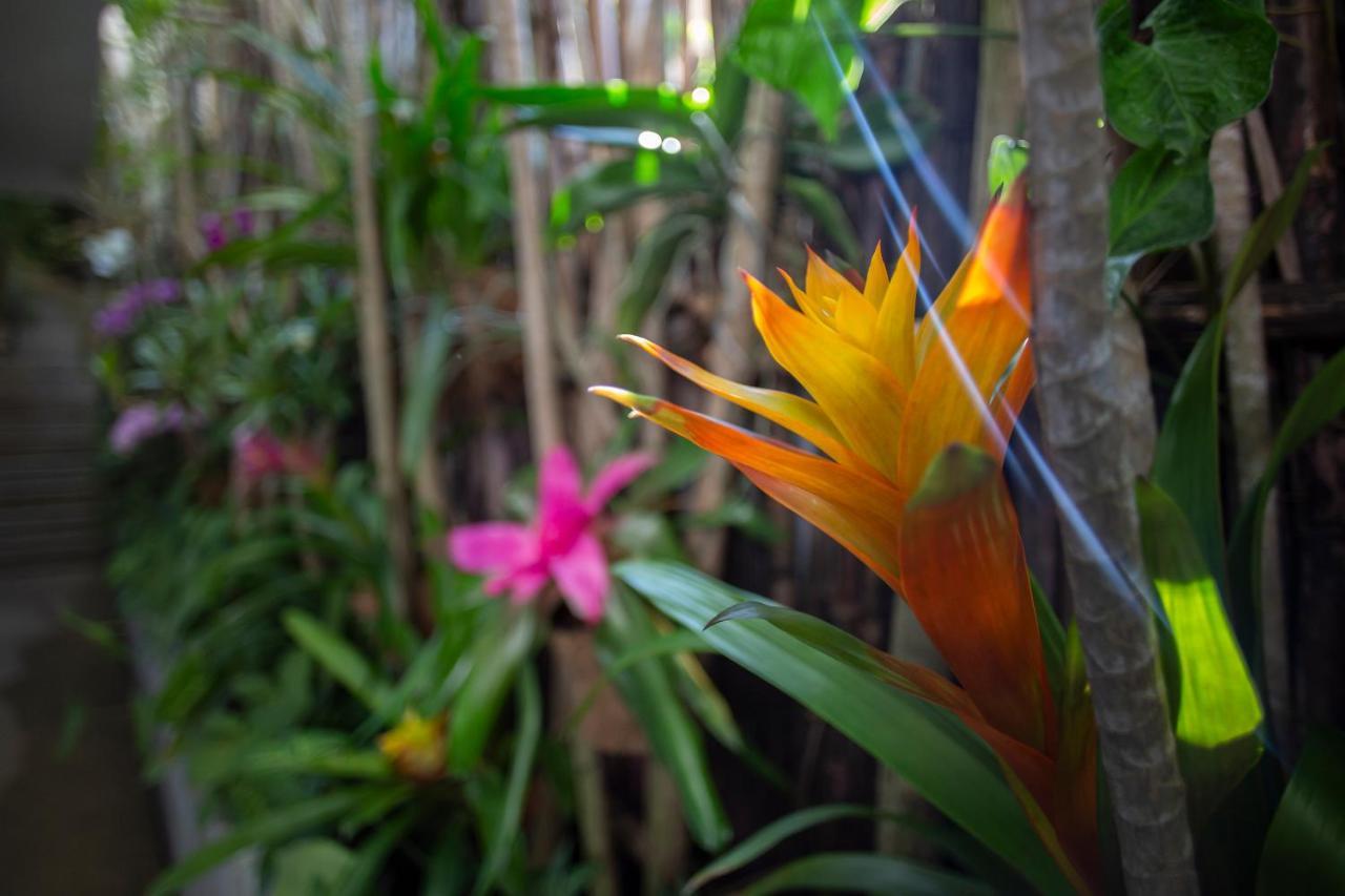 Hotel Anjali Casa Divina Sayulita Zewnętrze zdjęcie