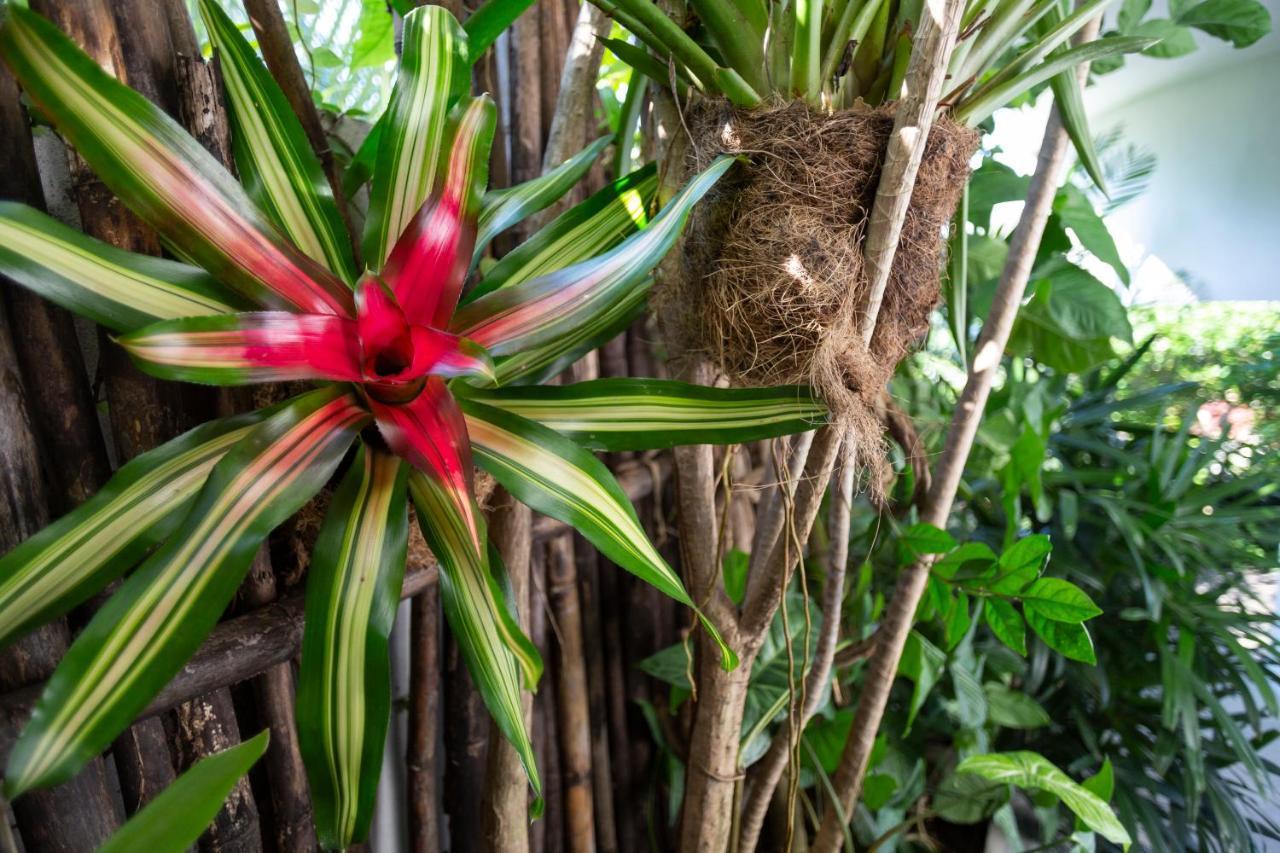 Hotel Anjali Casa Divina Sayulita Zewnętrze zdjęcie